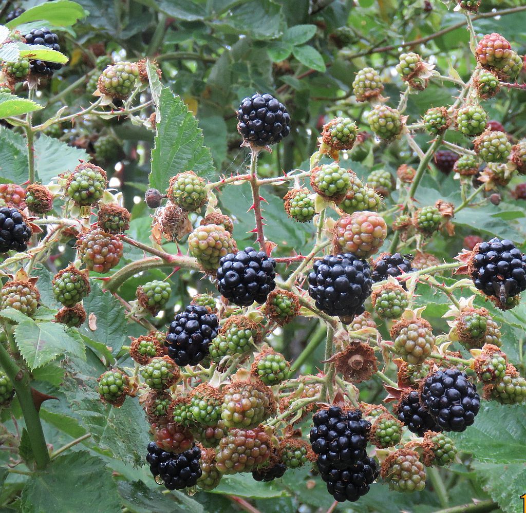  Blackberries   